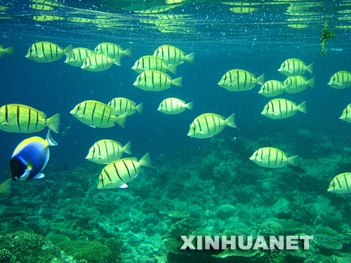 4月11日,在馬爾代夫的北阿里環(huán)礁,一群囚犯刺尾魚游向深海。位于印度洋中的群島國家馬爾代夫由26組自然環(huán)礁、1192個珊瑚島組成,分布在9萬平方公里的海域內(nèi),其中200個島嶼有人居住。馬爾代夫海洋資源豐富,海底布滿了奇異的珊瑚,各種各樣的熱帶魚游弋其間,美如夢幻,是世界著名的潛水勝地。